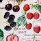 Stoff Meterware Harvest Obst Früchte Vintage Frankreich herbstlich Dekostoff Herbststoff