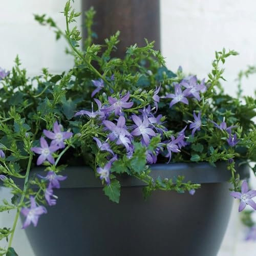 Plant Theory 9cm Pot Campanula Poscharskyana Bellflower Alpines Perennial