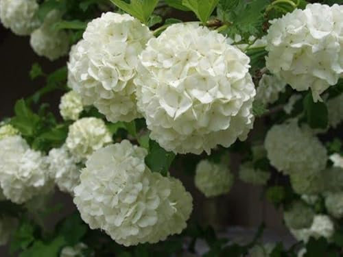 Nuevo 100pcs Semillas de flores de Hortensia Blanco