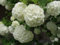Nuevo 100pcs Semillas de flores de Hortensia Blanco