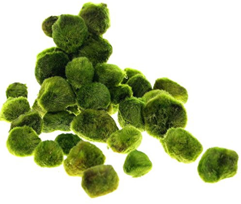 Giant Marimo Moss Balls x2 + 1FREE 1~1.4(2.5~3.5cm) - Live aquarium tank plants low light**No pesticides**