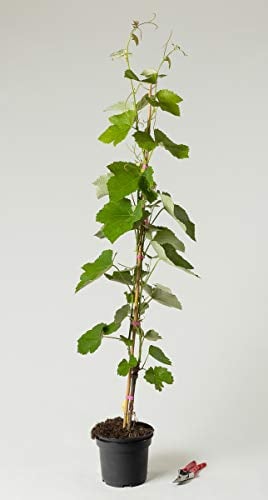 Tafeltraube Weintraube Erdbeertraube - Vitis Erdbeertraube 60-100 cm hoch - Garten von Ehren