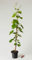 Tafeltraube Weintraube Erdbeertraube - Vitis Erdbeertraube 60-100 cm hoch - Garten von Ehren