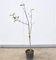 Albero Di Mela Annurca 3 anni