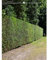 Taxus baccata 160-180 cm. 5 Heckenpflanzen. Eibenhecke als Sichtschutz Hecke