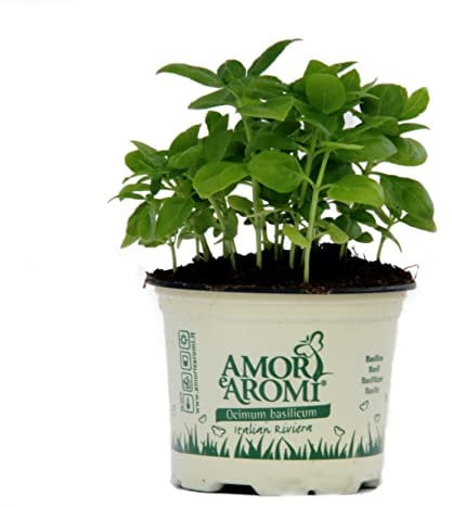 Basilico Genovese per fare il pesto (6 piante in vaso da 9 cm)