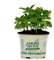 Basilico Genovese per fare il pesto (6 piante in vaso da 9 cm)