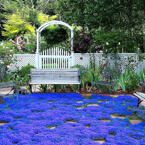 10000+ Thym Bleu Rampant Magic, Couvre-Sol Vivace pour Jardin et Balcon