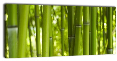 wandmotiv24 Leinwandbild Panorama Nr. 57 Bambusdikicht 100x40cm, Keilrahmenbild, Bild auf Leinwand, Kunstdruck Bambus Wald Asia