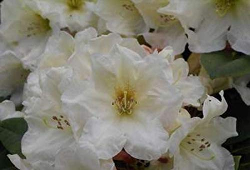 Ball-Rhododendron Golden Melodie - Rhododendron yakushimanum Golden Melodie (25-30)