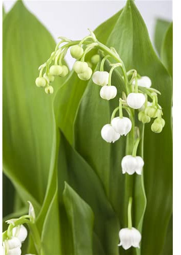Maiglöckchen, weiß - Convallaria majalis, im Topf 11 cm in Gärtnerqualität von Blumen Eber - 11 cm