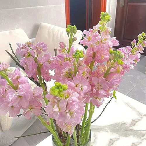 80 pcs veilchen samen mehrjährig - kräutergarten geschenk wiesensaatgut gartensamen usambaraveilchen,Matthiola incana,Violette bloom pflanzenkübel mini garten pflanzensamen winterfeste