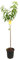 MELOCOTONERO CATHERINE | Maceta 25CM | Altura 100-120CM | Árbol Frutal | Fácil Cuidado | Melocotones Dulces y Jugosos | Crecimiento Rápido | Huerto | Frutos Grandes