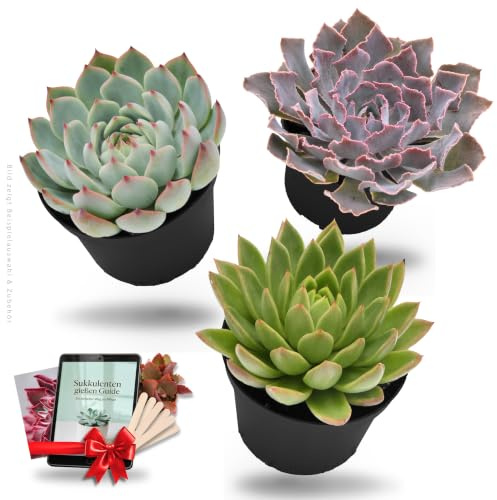 Echeveria Sukkulenten 3er-Mix inkl. Überraschungspflanze & eBook - PASIORA | Bunter Mix im Ø10,5cm Topf, verschiedene mittelgroße Zimmerpflanzen, Holzschilder zum Beschriften, Pflegeguide & Postkarte