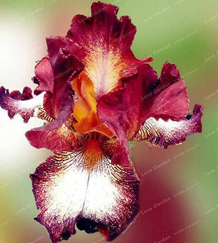 Rare Semi Iris 24 colori semi di Fiore Heirloom Iris tectorum perenne fiore semi di piante Per Casa Giardino 20 Pz 2
