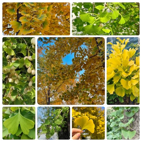 35 pcs ginkgo baum samen pflanzen garten kübelpflanzen winterhart gingko baum - Ginkgo biloba - bodendecker winterhart pflanzen winterhart draußen pflanzen samen bienenweide saatgut
