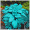 Premium Hosta-Pflanzen (Funkien) - Schattenliebende Staude - Elegante Blattfarben - Einfache Pflege - Perfekt für schattige Gärten-3 zwiebel-B