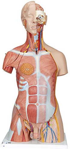 3B Scientific B40 Deluxe-Torso-Modell mit Muskeln, in Luxus-Ausführung, zweigeschlechtlich, 31-teilig, inkl. anatomischer Software „3B Smart Anatomy“ (evtl. nicht in deutscher Sprache)