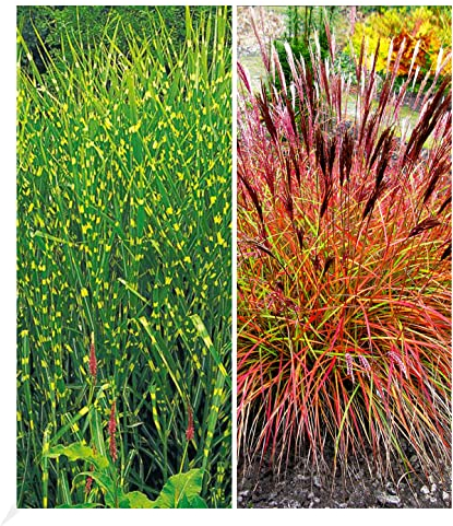BALDUR Garten Pflegeleichte Ziergras-Kollektion, 2 Pflanzen 1 Pflanze, Zebra-Gras und 1 Pflanze, Chinaschilf 'Red Chief', winterharte Stauden, mehrjährig, blühend, Miscanthus sinensis
