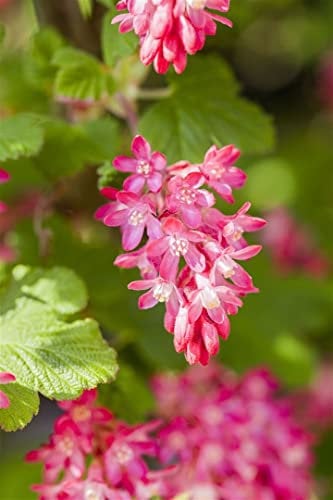 Ribes sanguineum 'King Edward VII' 60–80 cm – Winterhart, Mehrjährig, Pflegeleicht – Blutjohannisbeere – Heckenpflanze für Garten & Sichtschutz
