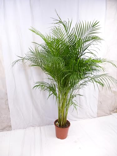 [Palmenlager] XL Goldfruchtpalme 190 cm - Areca Palme // Zimmerpflanze Zimmerpalme