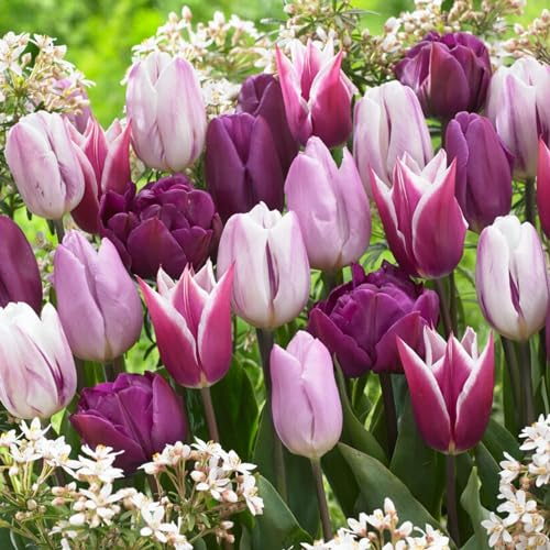 Bulbi di tulipano Collezione Blu e Viola (25 bulbi) esclusivi tulipani dall'Olanda, resistenti e perenni per giardino, vasi, balcone da Amsterdam (bulbi grandi, senza semi, non artificiali)