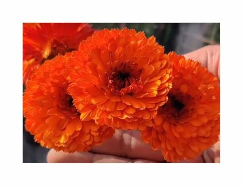 Stk - 20x Ringelblume Neon Orange EKO Garten Blumen Pflanzen - Samen SV4 - Seeds & Plants Shop by Ipsa
