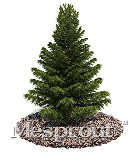 Hot 50 Stücke Thunbergii Samen Schwarzkiefer Bonsai Baum Samen Topfpflanzen Balkon Sitz Japanische Kiefer Samen