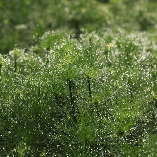 150 Pcs Papyrus Pflanze Samen - Cyperus Papyrus - Schnellwachsende Sträucher Als Sichtschutz Zypergras Ziergras Samen, Pflanzen Geschenk, Exotische Zimmerpflanzen Winterharte Ziergräser