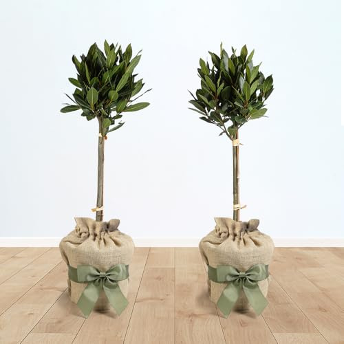 YouGarden Bay Tree Standard Trees, Set of Two 70-80cm Tall Plants, Gift Wrapped in Brown Hessian Bags with Green Fabric Ribbons, Garden Ready Potted Bay Trees, Herb Trees for the Patio and Garden