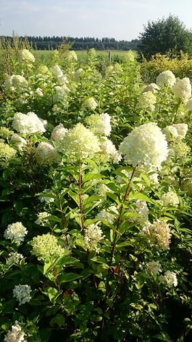 Hortensie Limelight reich- und lang blühend 40-60 cm schöner Bütenstrauch