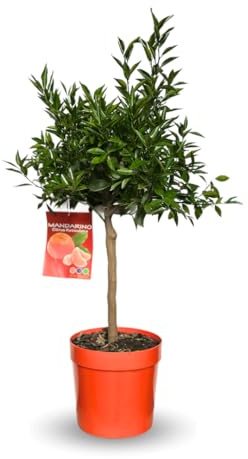 Attitude Jardin - Mandarinier - citrus reticulata - agrume méditerranéen - arbre fruitier - 75-85 cm - ⌀ 22 cm