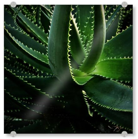 artboxONE Acrylglasbild 50x50 cm Natur Kaktus in der Abendsonne Bild hinter Acrylglas - Bild Kaktus grün Kaktus