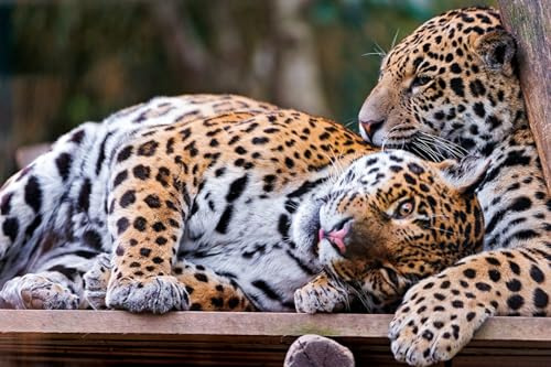 OZLHSP Puzzel 1000teile Erwachsene Jaguar Große Tiere 75x50cm