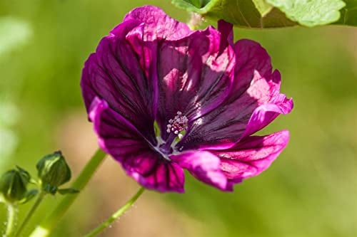 Malva sylvestris ssp. mauritiana 11x11 cm Topf – Winterhart, Mehrjährig, Pflegeleicht – Wilde Malve (Maurische Malve) – Blütenstaude für Beet & Bienenweide