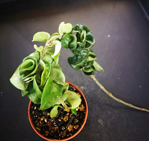 4415 Hoya Carnosa Compact. 8.0pcsGlass. succulent:Seeds only