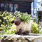 Smart Garden Shelley Sheep Rustic Rattan Natural Garden Planter