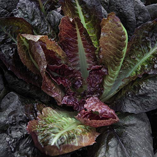 Lettuce 'Intred' Seeds Romaine/Cos Half-Hardy Annual Vegetable Garden Plants Easy to Grow Your Own 1 Packet of 200 Seeds by Thompson and Morgan