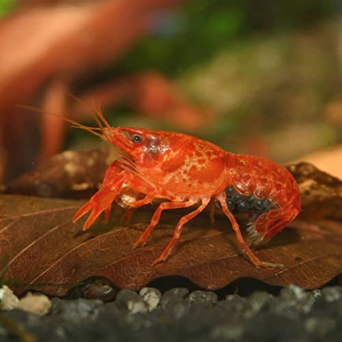 Oranger Zwergkrebs - Cambarellus patzcuarensis (CPO) - Friedlicher Zwergflusskrebs für Nano-Aquarien, Weibchen
