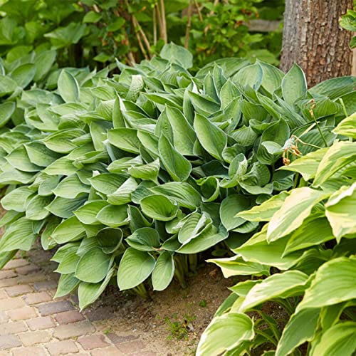 Bloomique - 6er-Set - Hosta Sieboldiana Elegans - Funkie - Gartenpflanzen - Winterhart - Tierfreundlich - Höhe 10-20 cm - Topf 9x9 cm