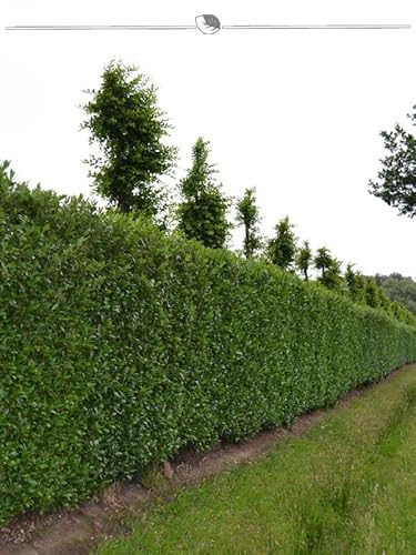 Kirschlorbeer Caucasica 160-180 cm IM TOPF. 25 St. Sichtschutz Lorbeer Pflanzen