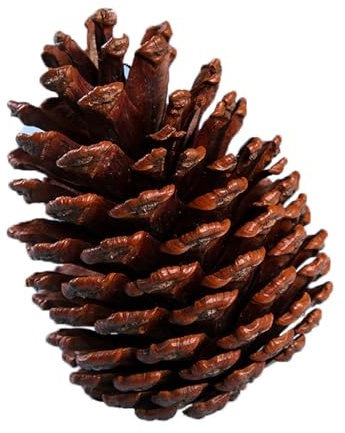 95sCloud-1 Weihnachten Tannenzapfen,ca 7-15CM Kiefernzapfen Groß Getrocknete Tannenzapfen Große Schwarzkiefern Zapfen für Weihnachten Adventskranz Weihnachtsbaum DIY Basteln Winter Deko (A, 7-9cm)