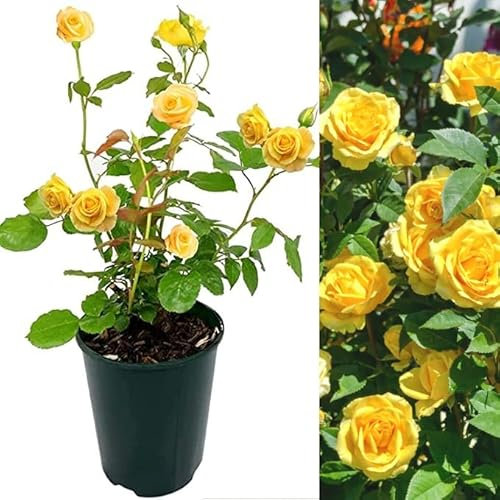 Rose Bush Sun Flare - Floribunda Yellow Rose Bush for The Garden in a 3 Litre Pot (2 Plants)