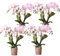 Rosa Orchidee - Portugal - Phalaenopsis | 4 Stück - 25-45cm - Ø9cm - Zimmerpflanze - Blühende Zimmerpflanze - Orchideen