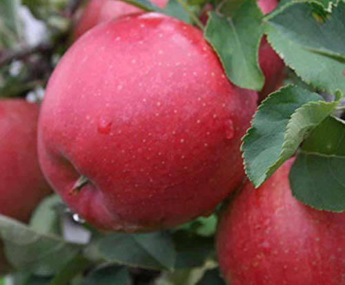 Apfel Sommerapfel Katja. Apfelbaum ca.160/180 cm, Tafelapfel