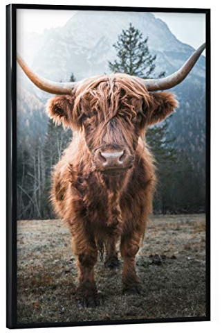 artboxONE Poster mit schwarzem Rahmen 90x60 cm Highland Cow in Nature von Künstler AB1 Edition - Poster mit Kunststoffrahmen