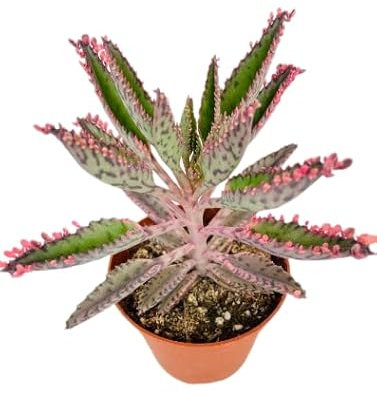 Kalanchoe Daigremontiana DECOALIVE Planta Natural con Propiedades Medicinales