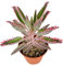 Kalanchoe Daigremontiana DECOALIVE Planta Natural con Propiedades Medicinales