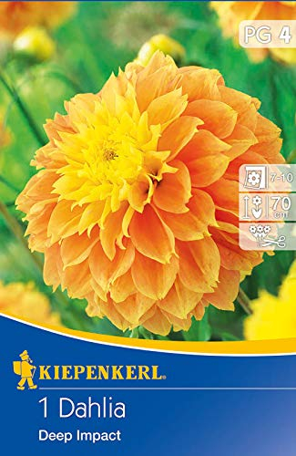 Dahlie Deep Impact, kompakt wachsende Sorte mit leuchtenden großen gelb-orangen Blüten, maximale Wuchshöhe 1m