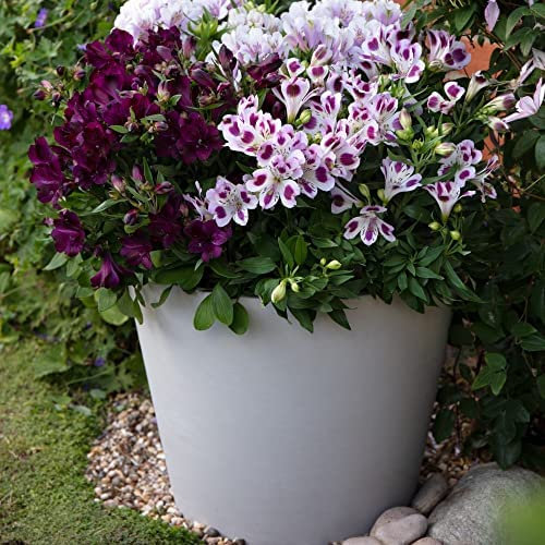 Hardy Perennial Alstroemeria Purple Passion Collection Peruvian Lily Patio Cottage Low Maintenance Exotic Specimen Cut Flower (Passion, Moon & Pariso) 3 x Jumbo Plug Plants By Thompson and Morgan